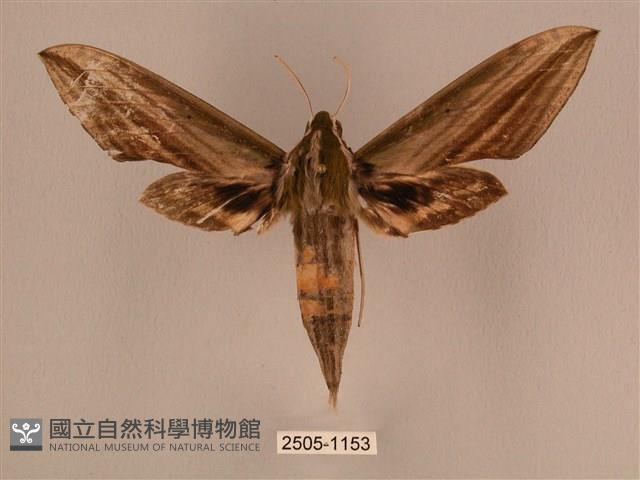 棕綠背線天蛾藏品圖，第1張