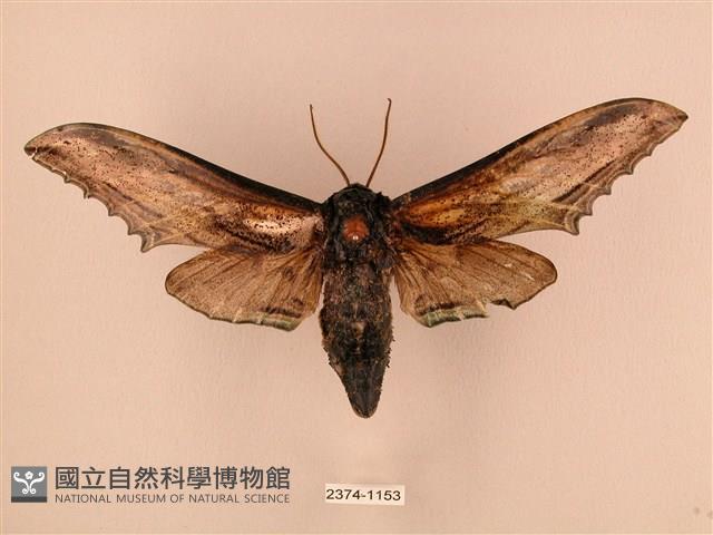 臺灣鋸翅天蛾藏品圖，第1張