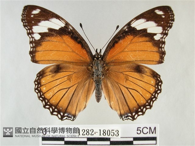 雌擬幻蛺蝶、雌紅紫蛺蝶藏品圖，第1張