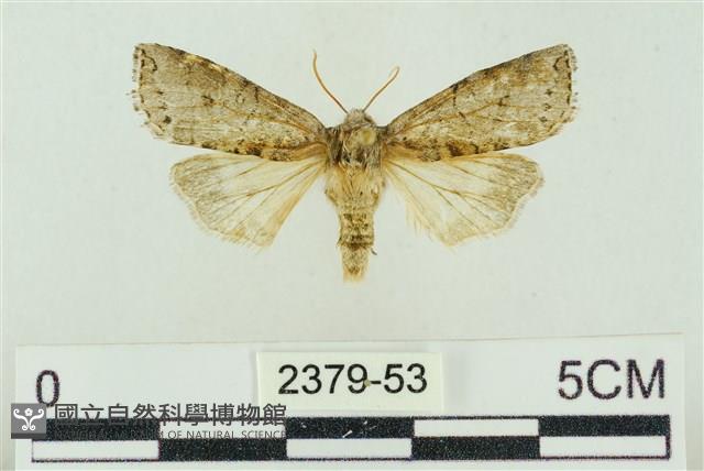 帶波紋蛾藏品圖，第1張