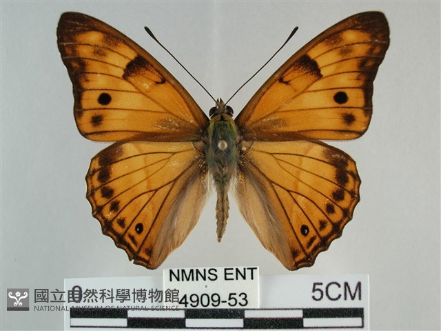 金鎧蛺蝶藏品圖，第1張