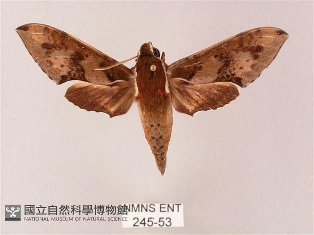 雙斑白肩天蛾藏品圖，第1張