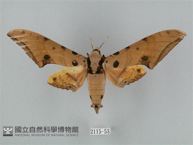 裂斑鷹翅天蛾藏品圖，第1張