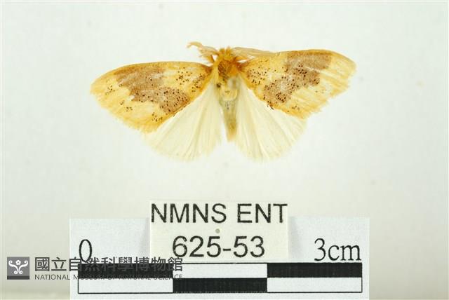 寬紋黃毒蛾藏品圖，第1張