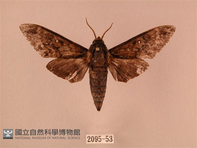 白星天蛾藏品圖，第1張