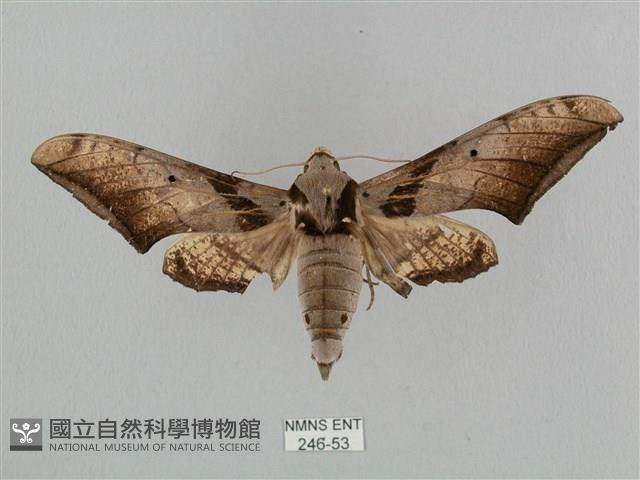 黑帶鷹翅天蛾藏品圖，第1張