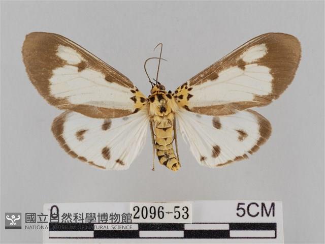 長斑擬燈蛾藏品圖，第1張