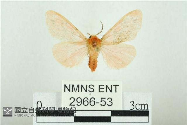 三條橙燈蛾藏品圖，第1張