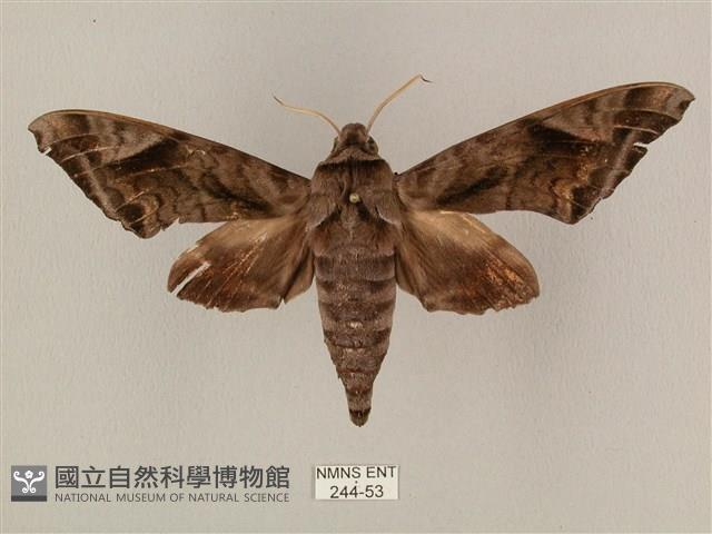 全緣缺角天蛾藏品圖，第1張