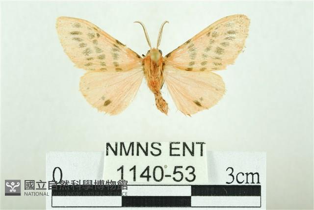 三條橙燈蛾藏品圖，第1張