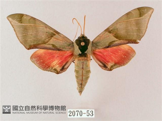 榆綠天蛾藏品圖，第1張