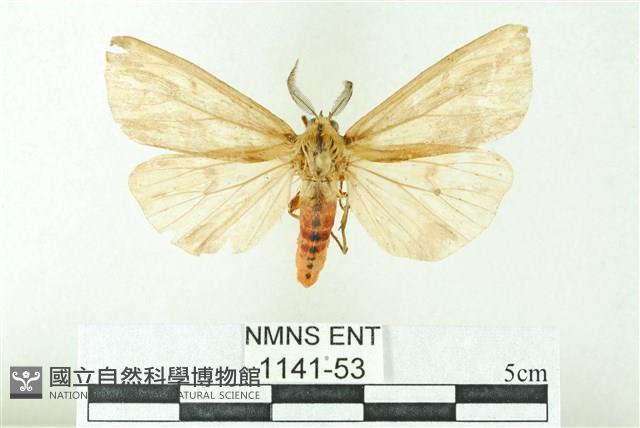 赭新污燈蛾藏品圖，第1張