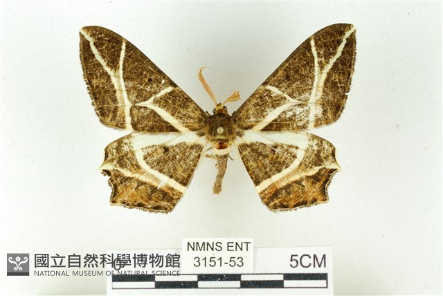 樹形尺蛾藏品圖，第1張