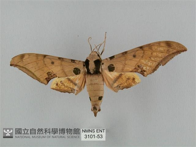 裂斑鷹翅天蛾藏品圖，第1張