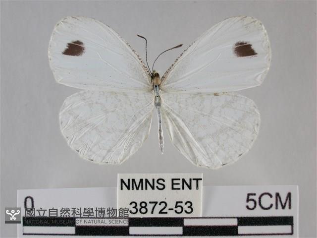 纖粉蝶、黑點粉蝶藏品圖，第1張