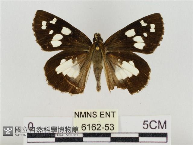 薑弄蝶藏品圖，第1張