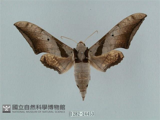 黑帶鷹翅天蛾藏品圖，第1張