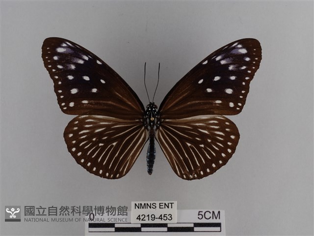 異紋紫斑蝶藏品圖，第1張