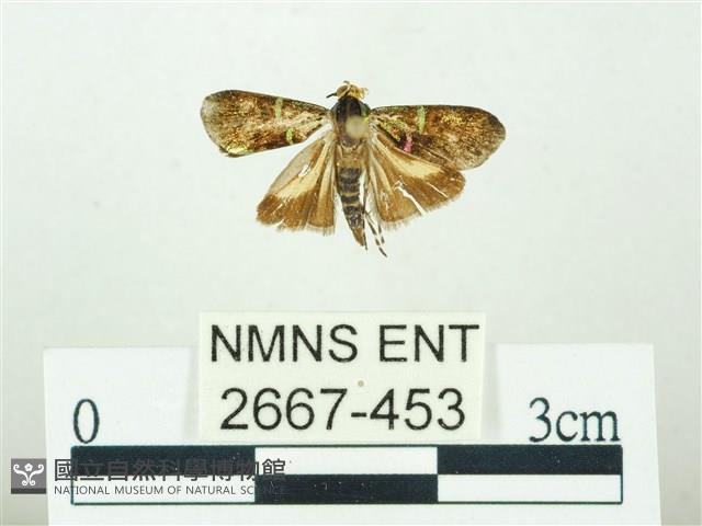 叉紋閃舞蛾藏品圖，第1張