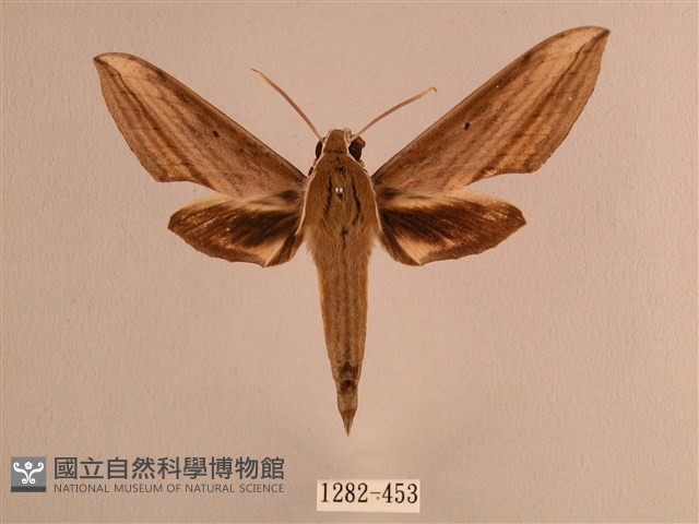 背線天蛾藏品圖，第1張