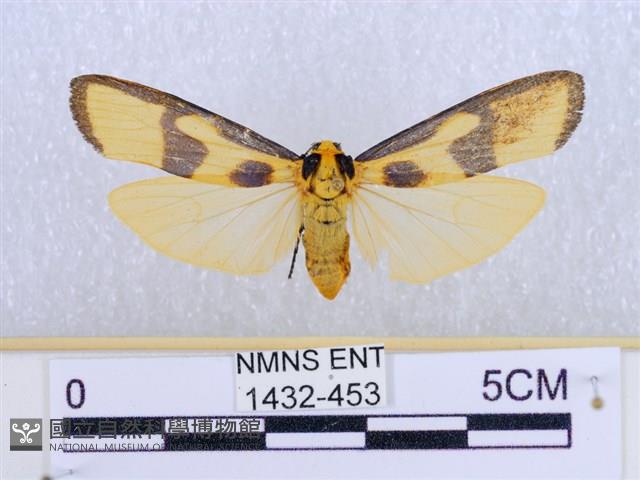 閃光苔蛾藏品圖，第1張