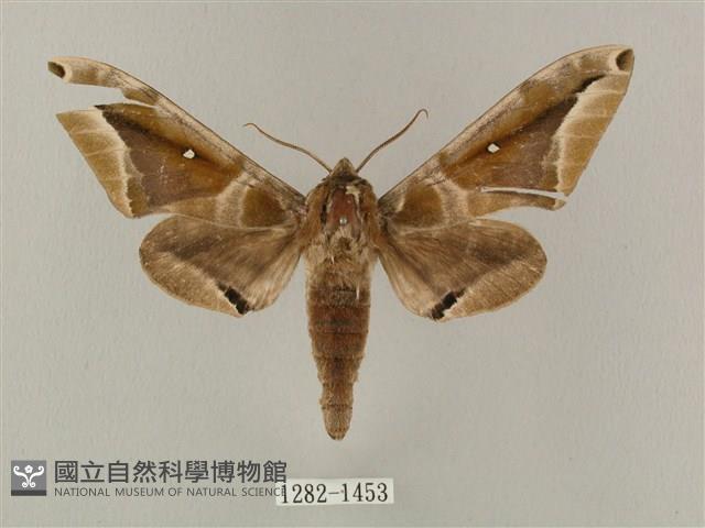 白點天蛾 藏品圖，第1張