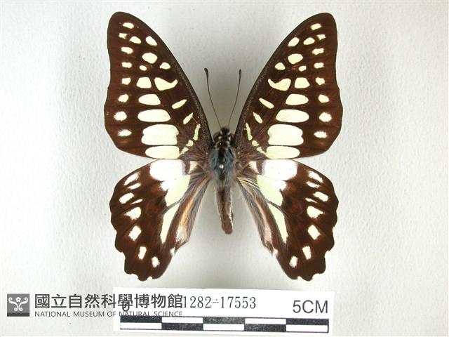木蘭青鳳蝶藏品圖，第1張