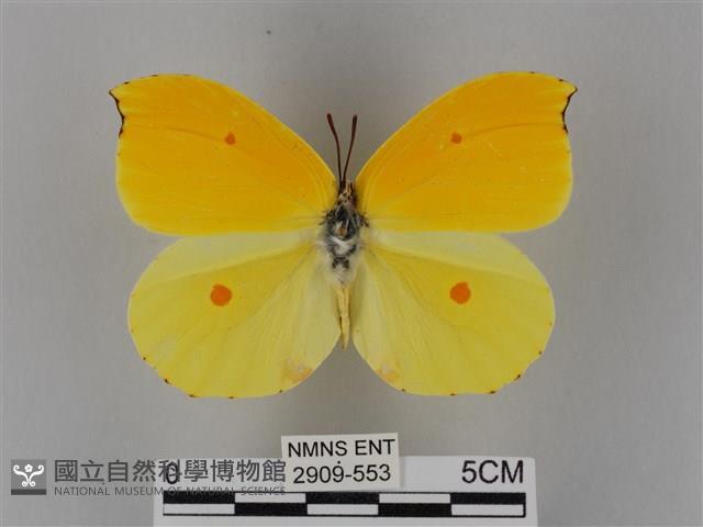 圓翅鉤粉蝶藏品圖，第1張
