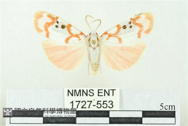 臺雪苔蛾藏品圖，第1張