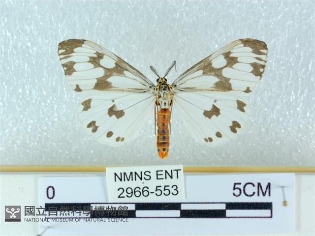 粉蝶燈蛾藏品圖，第1張