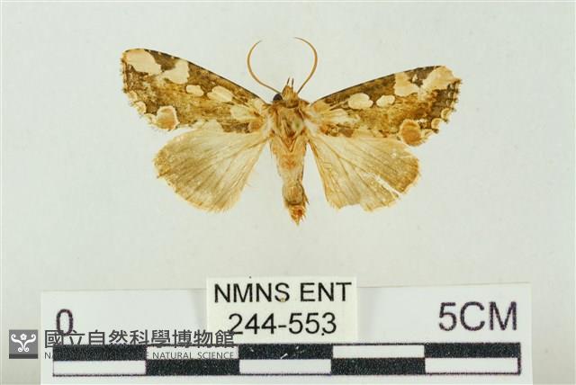 連珠波紋蛾藏品圖，第1張