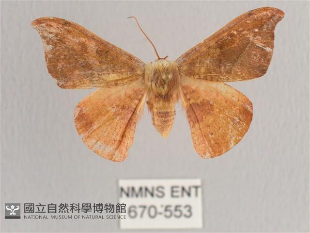 銀端帶鉤蛾藏品圖，第1張