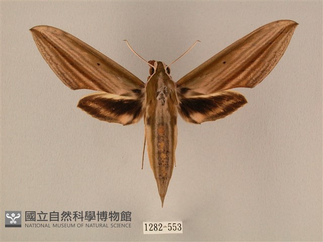 棕綠背線天蛾藏品圖，第1張