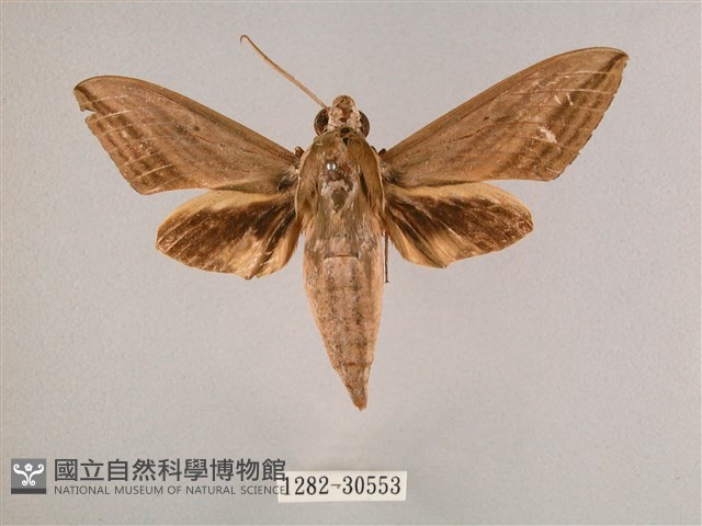 背帶斜紋天蛾藏品圖，第1張