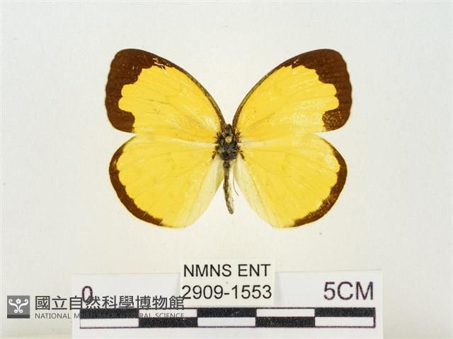 島嶼黃蝶、江崎黃蝶藏品圖，第1張