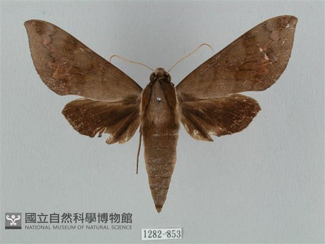 鋸線天蛾藏品圖，第1張