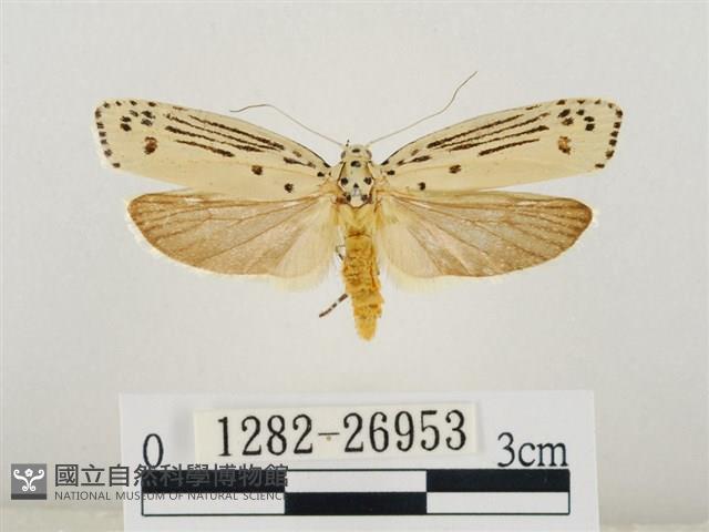 線紋篩蛾藏品圖，第1張
