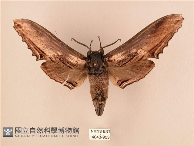 臺灣鋸翅天蛾藏品圖，第1張