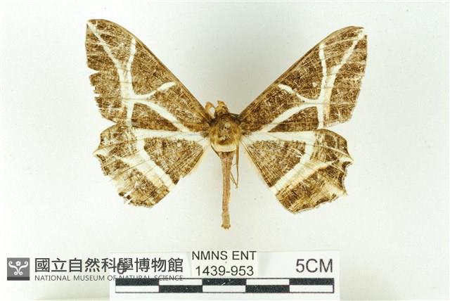 樹形尺蛾藏品圖，第1張