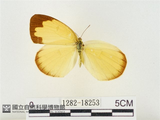 島嶼黃蝶、江崎黃蝶藏品圖，第1張