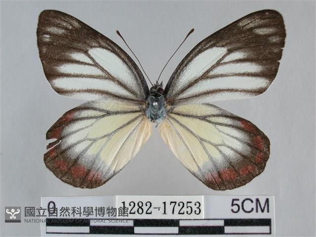 白豔粉蝶藏品圖，第1張