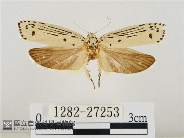 線紋篩蛾藏品圖，第1張