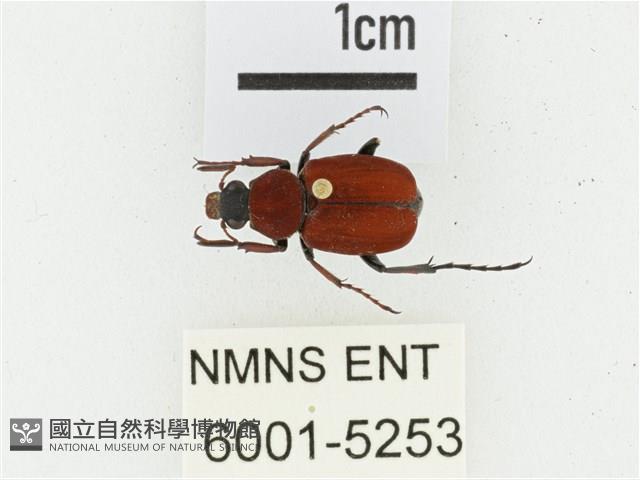 血紅虎斑花金龜藏品圖，第1張