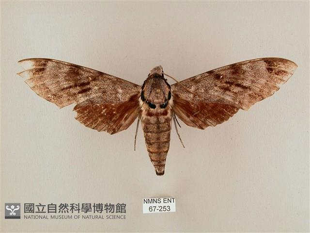 粗斜紋天蛾藏品圖，第1張