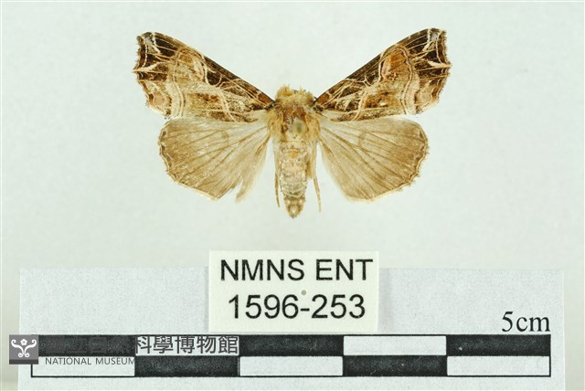 粉紅帶散紋夜蛾藏品圖，第1張