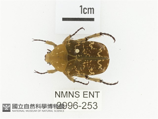 銅點花金龜藏品圖，第1張