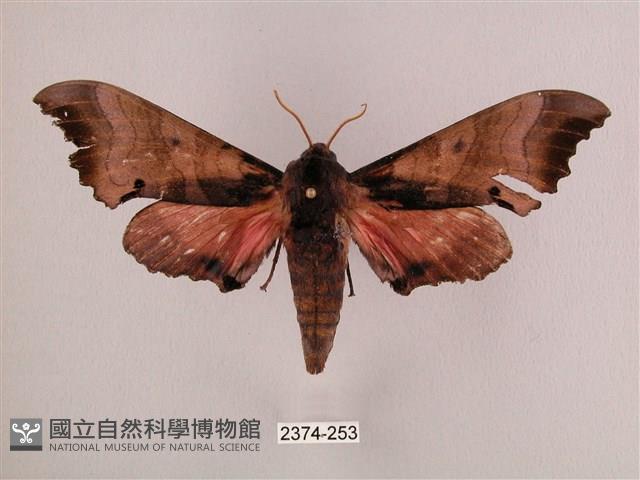 桃紅六點天蛾藏品圖，第1張