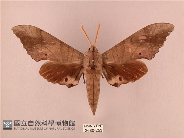 栗六點天蛾藏品圖，第1張