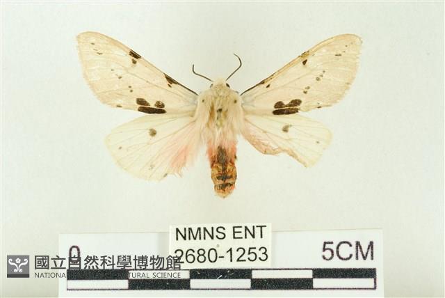 棍棒污燈蛾藏品圖，第1張