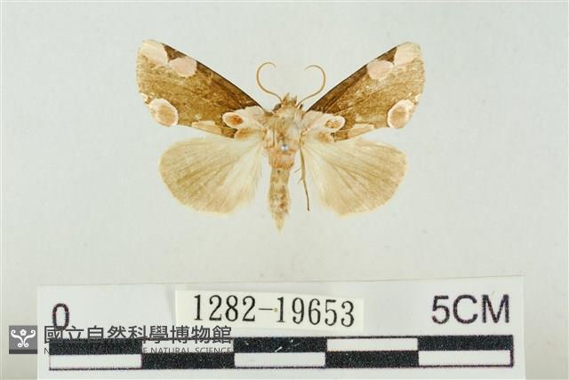 大斑波紋蛾藏品圖，第1張